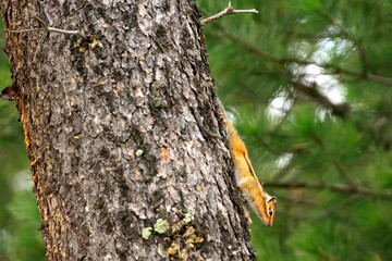 Small beautiful chipmunk in the forest on a tree