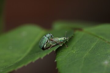 Accouplement du Charençon vert soyeux