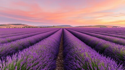 Fototapeta premium A stunning lavender field stretches under a vibrant sunset sky, showcasing rows of purple blooms against a backdrop of soft pastel colors.