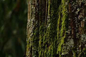 beautiful green moss on the bark of an old tree