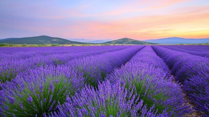 Obraz premium A serene lavender field stretches under a vibrant sky, showcasing rows of purple blooms against green hills in a peaceful landscape.