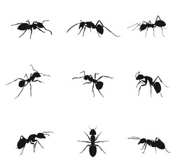  Ant Silhouette icons. vector
