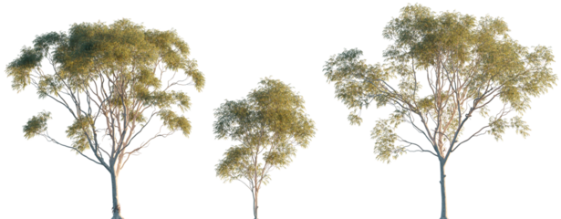 Corymbia aparrerinja (ghost gum, Eucalyptus papuana) trees isolated png in sunset lighting on a transparent background premium cutout
