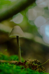 mushroom in the forest, Mycena Galopus