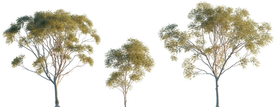 Corymbia aparrerinja (ghost gum, Eucalyptus papuana) trees isolated png in sunset lighting on a transparent background premium cutout