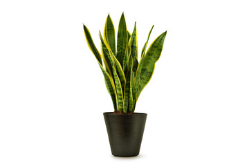 Snake plant (Sansevieria) in grey pot on white background