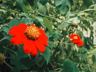 Beautiful orange flowers in the garden for nature and environment background.