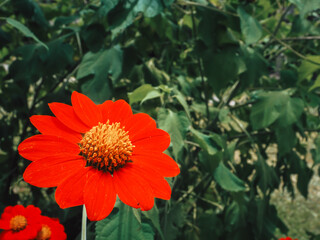 Beautiful orange flowers in the garden for nature and environment background.
