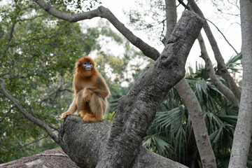 Naklejka premium A Golden Snub-nosed Monkey