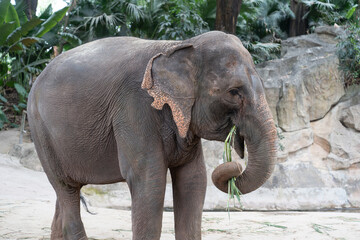 Fototapeta premium An elephant photo taken in China
