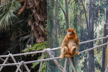 A Golden Snub-nosed Monkey