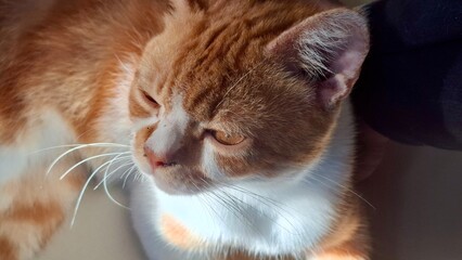 portrait of an sun-kissed orange cat