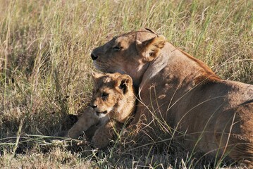 Motherly love of a lioness cuddling its young cub in their natural habitat in Serengeti