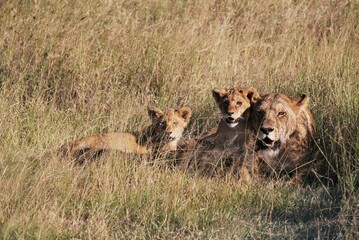 Mother lioness with 2 young lion cubs laying on the grasslands in their natural habitat looking directly at the camera