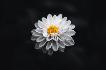 Close-up of white flowers with dark background

