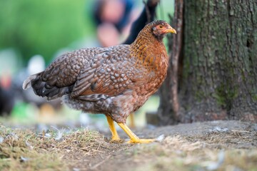 Close-up of a chicken standing near a tree in an outdoor setting at the daytime with blur background