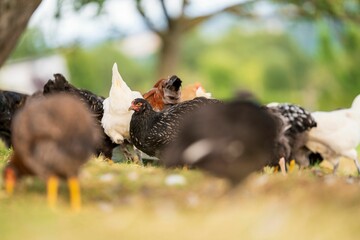 Group of chickens foraging in a grassy field with a blurred green background on a sunny bright day