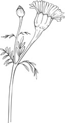Marigold hand-drawn flower