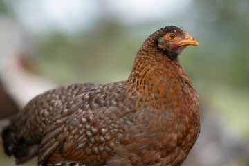 Close-up of a brown chicken 