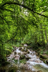 Vertical view of a serene forest river surrounded by lush green foliage in a natural setting