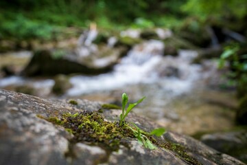 Close-up of a small plant growing on a rock in a forest with a blurred stream in the background.