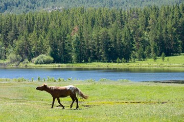 A beautiful horse in nature landscape.