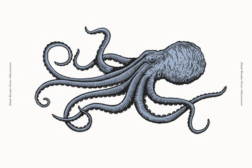 Hand-drawn vector illustration of an octopus with swirling tentacles, capturing the beauty and mystery of marine life in a vintage style.