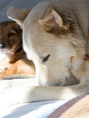 A dog is laying on a bed next to another dog. Relax concept
