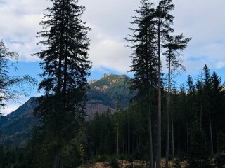 pine forest in the morning, A scenic road lined with towering spruce trees on both sides, leading to a stunning view of a rocky cliff in the distance. Ideal for nature photography, hiking content, and - Powered by Adobe