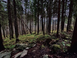 Beautiful coniferous grove: tall pines and firs create a lush, inviting atmosphere. Great for nature-inspired designs and peaceful retreat imagery.
