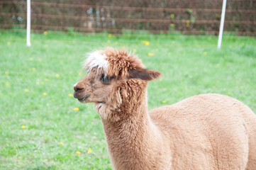 Alpaka herde natur portrait