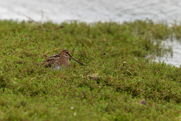 Grass Snipe