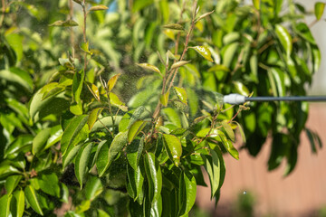 A protective solution is being sprayed onto the leaves of pear trees to safeguard them from pests...