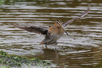 Common Snipe wings B