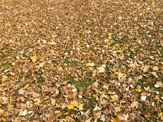 Vibrant autumn leaves scattered on ground - seasonal change - texture-rich surface