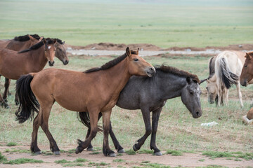 A beautiful Mongolian horses in steppe nature landscape.