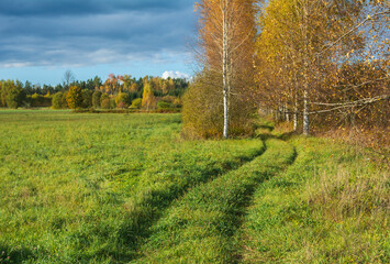 Fototapeta premium green grass field and birches trees at autumn day.