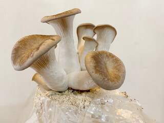 A close-up shot of king oyster mushrooms growing from a cultivation setup, perfect for agricultural, organic farming, or mushroom cultivation themes.