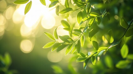 Obraz premium Lush Green Leaves with Soft Sunlight Background