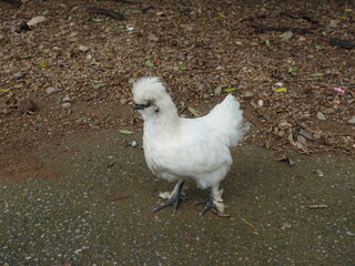 Silkie chicken standing on a gravel path