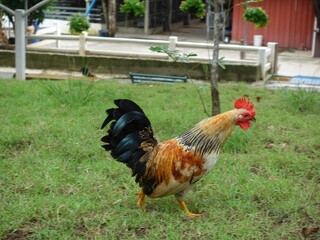 Colorful rooster strutting through lush green grass