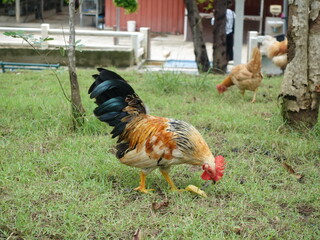 Colorful rooster foraging in a grassy area