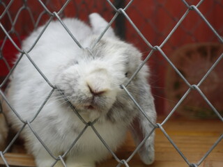 Adorable rabbit peeking through a wire fence