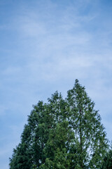A tall pine tree thriving under the blue sky and sunshine