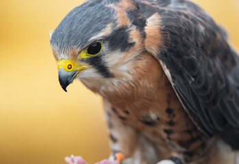 red tailed hawk