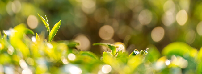Fototapeta premium Banner Green tea tree leaves camellia sinensis organic farm sunlight. Panorama Fresh young tender bud herbal farm in morning. Banner Sunlight Green tea tree plant. Wide Green Tea Tree with copy space