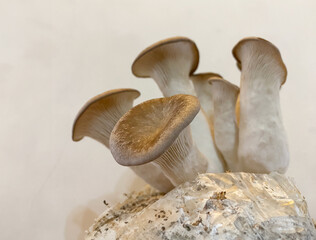 A close-up shot of king oyster mushrooms growing from a cultivation setup, perfect for agricultural, organic farming, or mushroom cultivation themes.