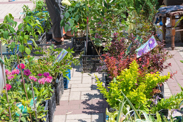 Decorative garden plants for sale at the market