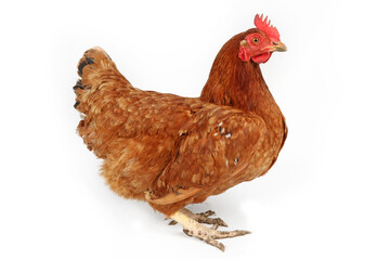 chicken isolated on white background
