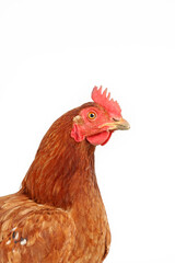 portrait of chicken isolated on white background 